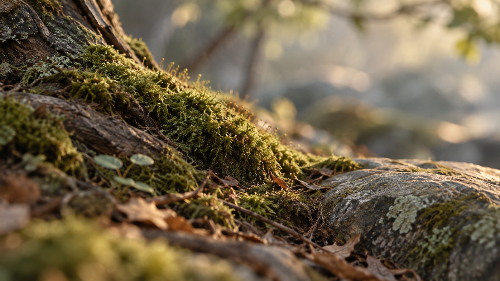 Moosbedeckter Waldboden mit natürlicher Schichtung und Morgenlicht